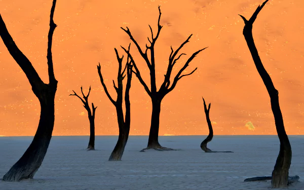  Naked trees