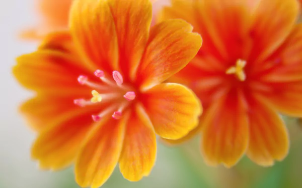 Close-up of vibrant orange Lewisia flowers in nature, captured in 4K Ultra HD as a detailed PC desktop wallpaper and background.