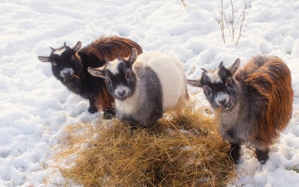 Animal Goat Snow Baby Animal Pygmy Goat HD Wallpaper | Background Image