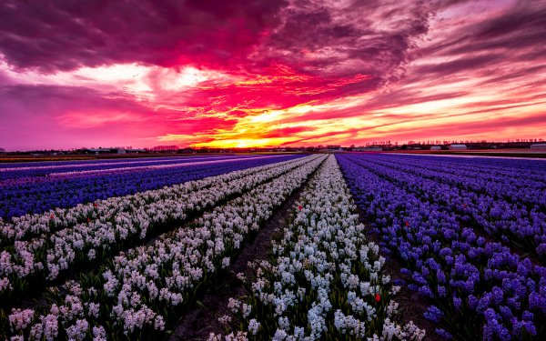 Photography Sunset Earth Hyacinth Field Purple Flower White Flower Purple Flower HD Wallpaper | Background Image