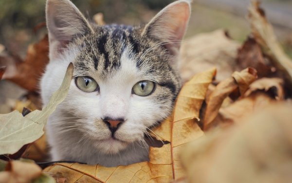 Animal Cat Cats Leaf Close-Up HD Wallpaper | Background Image