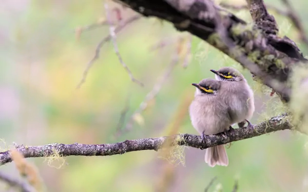 Two honeyeater birds perched on a branch against a soft, blurred natural background in this HD PC desktop wallpaper.