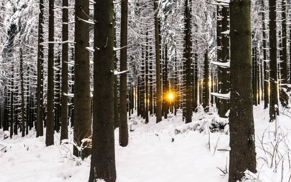 Earth Winter Nature Sunbeam Snow Tree Forest HD Wallpaper | Background Image