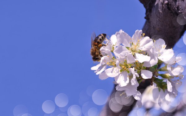 Animal Bee Insects Insect Bokeh Macro White Flower HD Wallpaper | Background Image