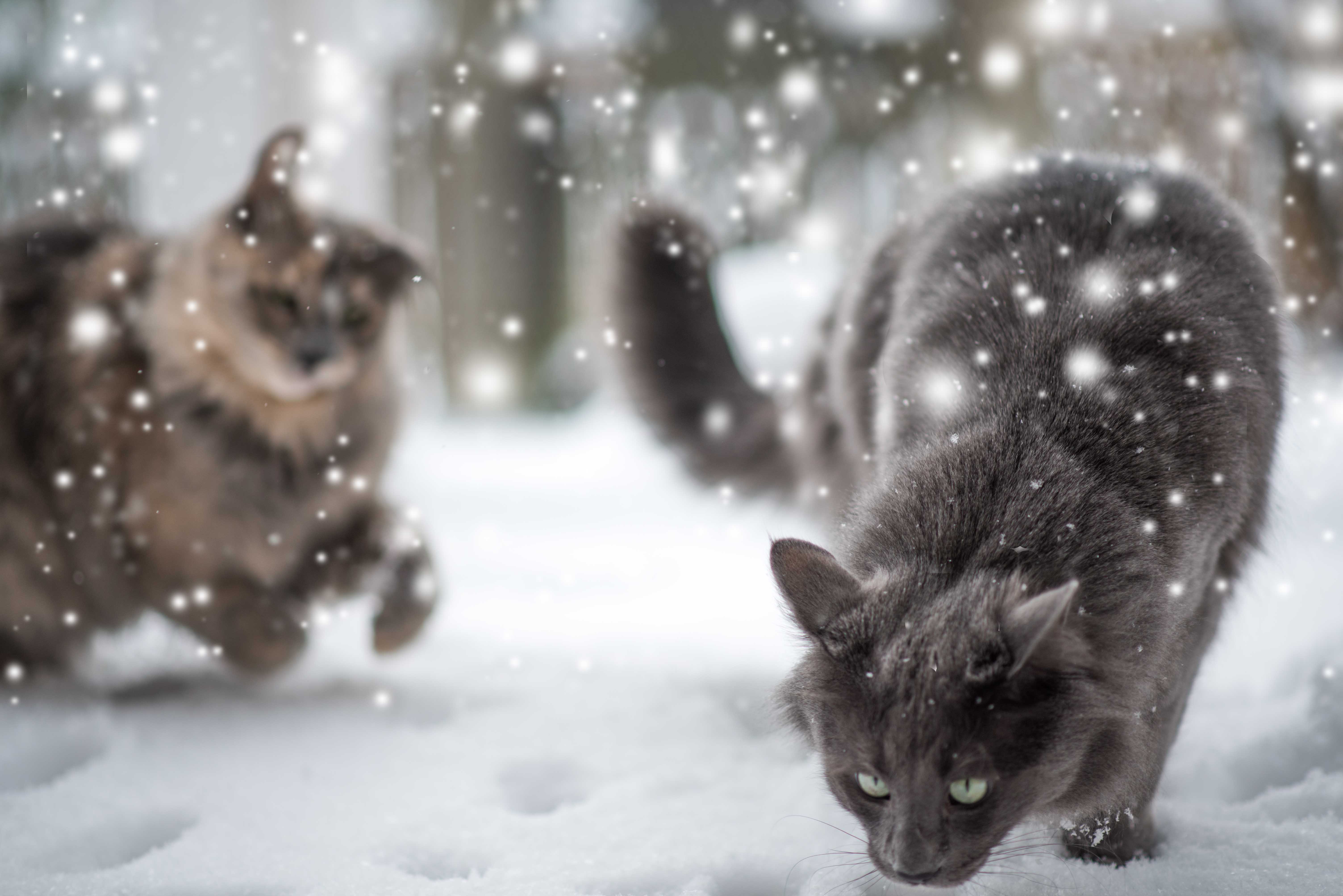 Снежный кот. Обои на рабочий стол зима кошки. Кошка зима. Коты в снегу. Кошки зимой картинки на рабочий стол.