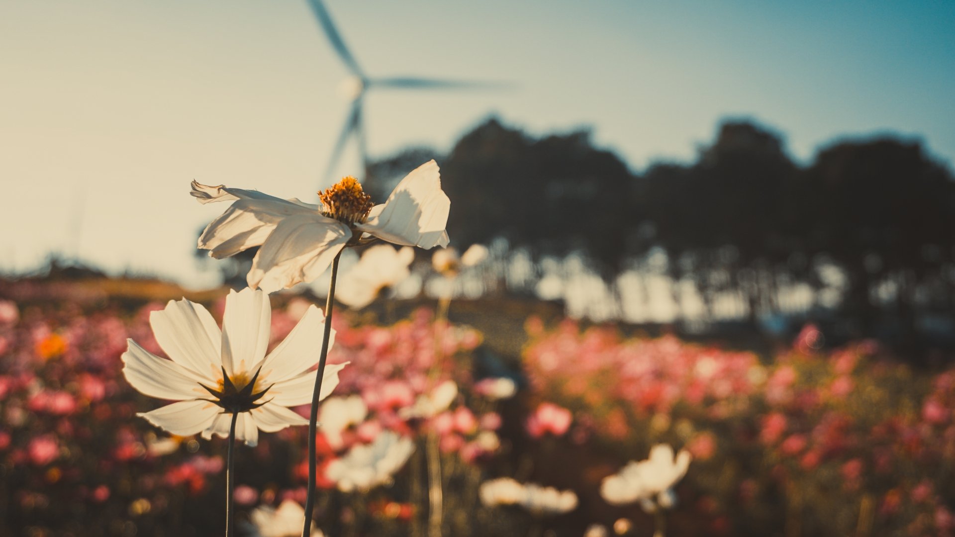 Download Depth Of Field White Flower Nature Flower 4k Ultra HD Wallpaper