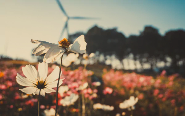 depth of field white flower nature flower HD Desktop Wallpaper | Background Image