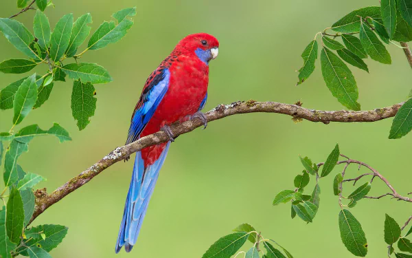 Vibrant crimson rosella parrot perched on a leafy branch against a soft green background, captured in HD for a vivid PC desktop wallpaper.