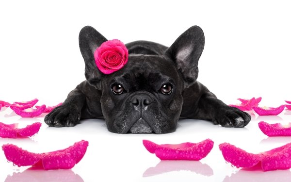 108 French Bulldog HD Wallpapers | Background Images - Wallpaper Abyss