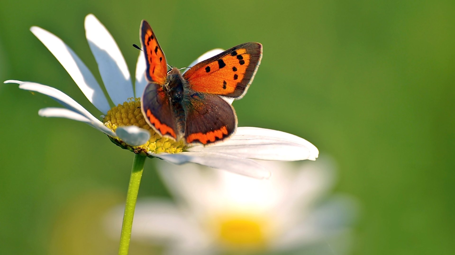 Download Flower Orange (Color) Animal Butterfly HD Wallpaper