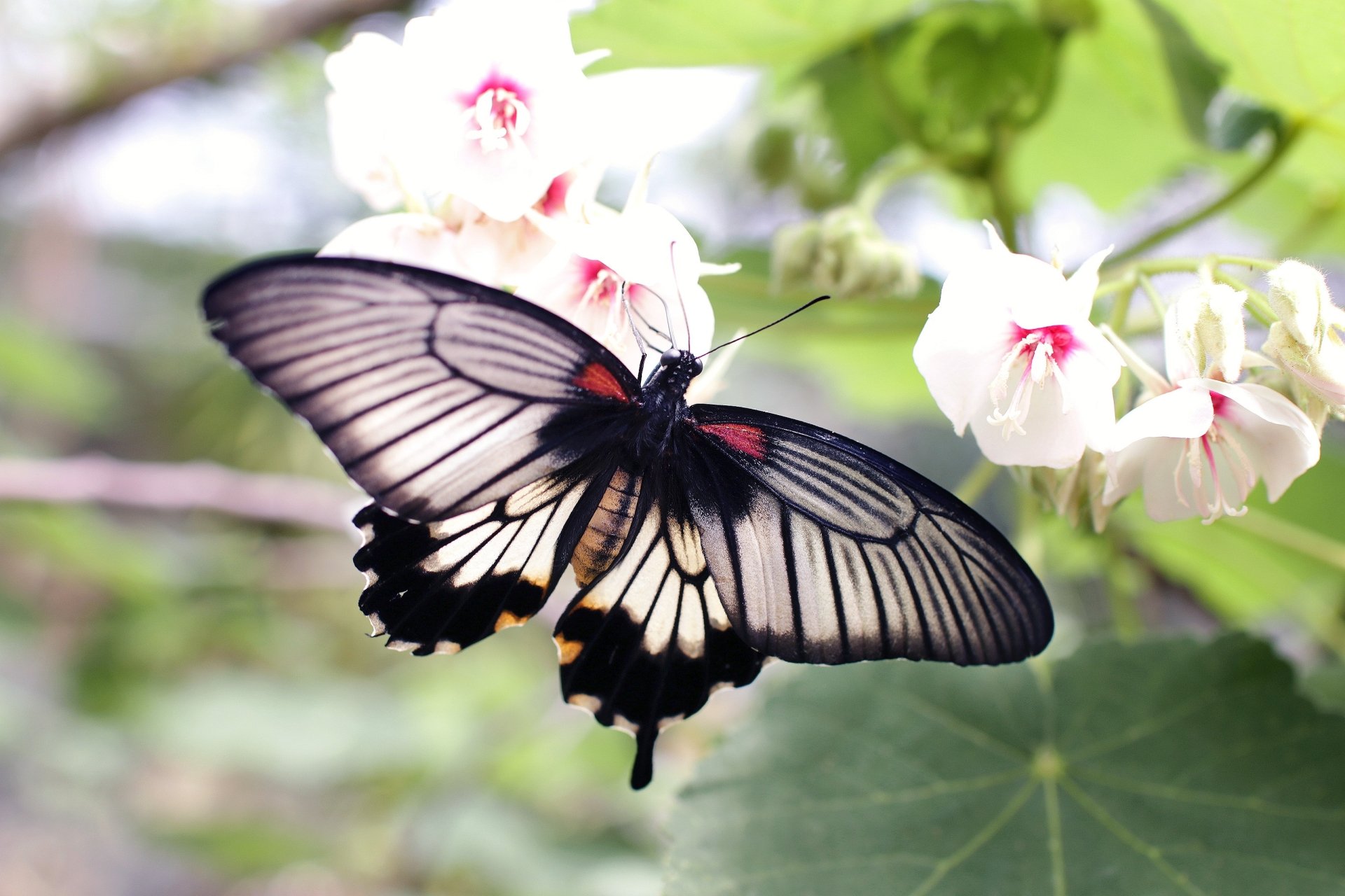 2K Quad HD PC desktop wallpaper/background: a black-and-white butterfly (animal) resting on a pale pink flower amid soft green foliage.