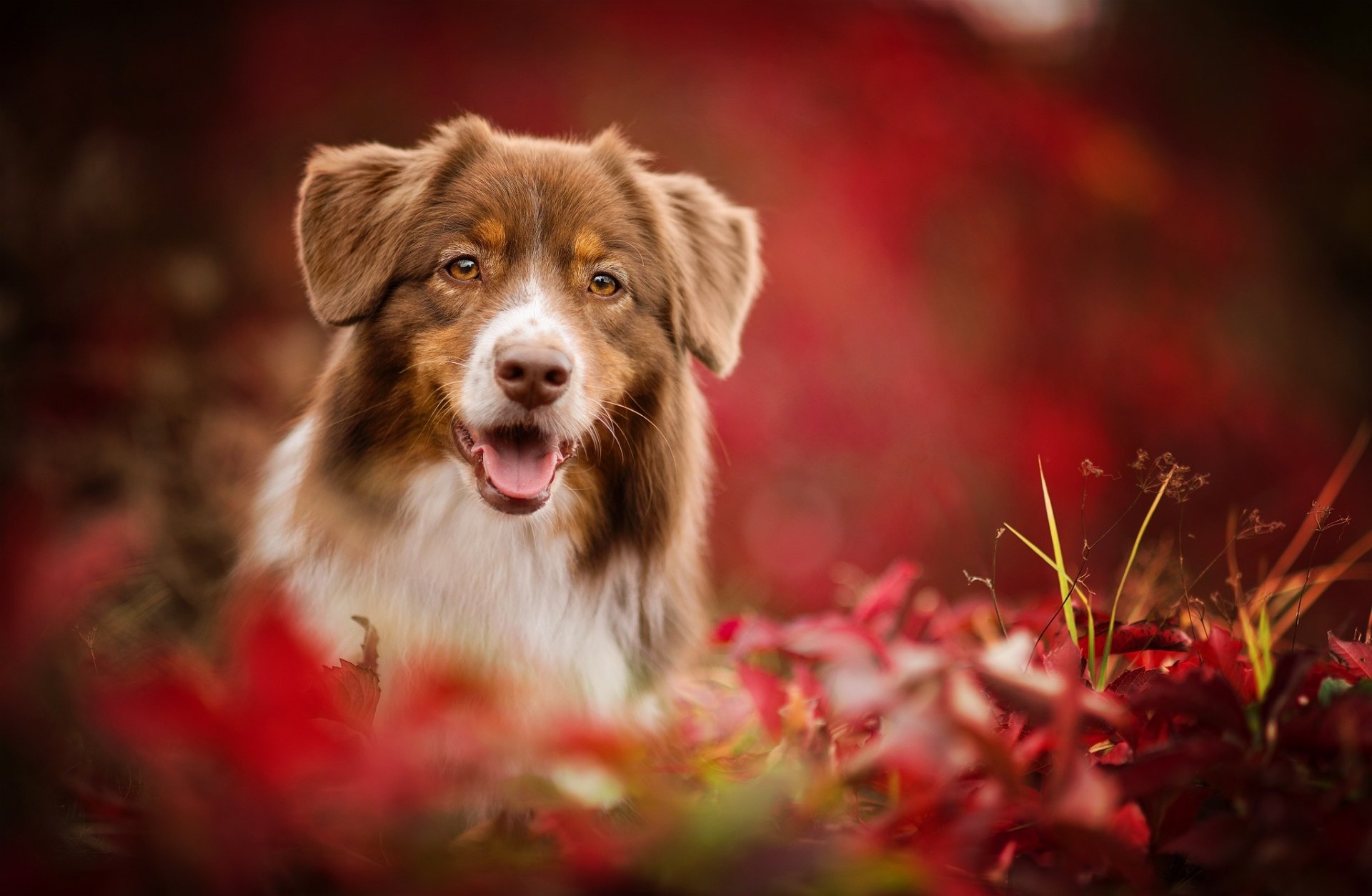 A close-up, blurred HD desktop wallpaper of an Australian Shepherd dog muzzle surrounded by vibrant red fall foliage.