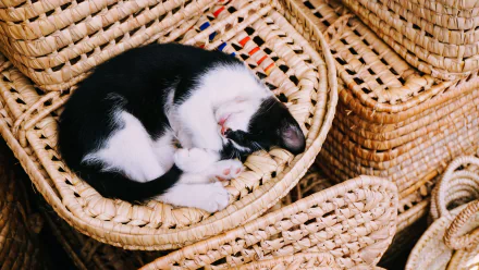 A baby black and white kitten peacefully sleeping curled up inside a woven basket, captured in crisp 4K Ultra HD for a PC desktop wallpaper background.