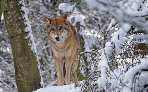 Animal Wolf Winter Snow HD Wallpaper | Background Image