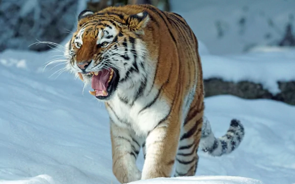 A snarling tiger walks through snowy winter terrain in this HD desktop wallpaper featuring a fierce animal in its natural habitat.