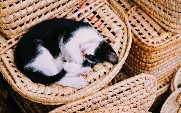 Animal Cat Kitten Sleeping Basket Baby Animal HD Wallpaper | Background Image