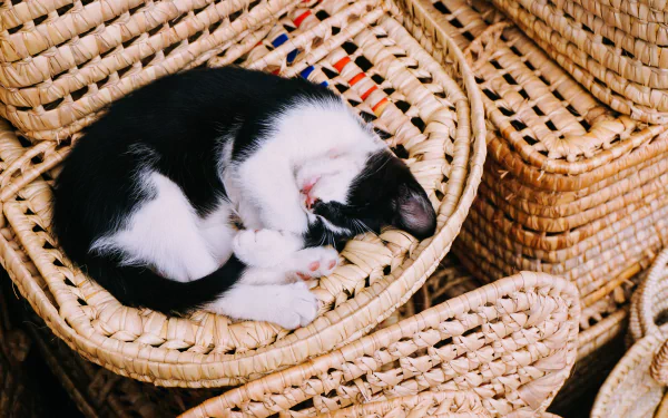 A baby black and white kitten peacefully sleeping curled up inside a woven basket, captured in crisp 4K Ultra HD for a PC desktop wallpaper background.