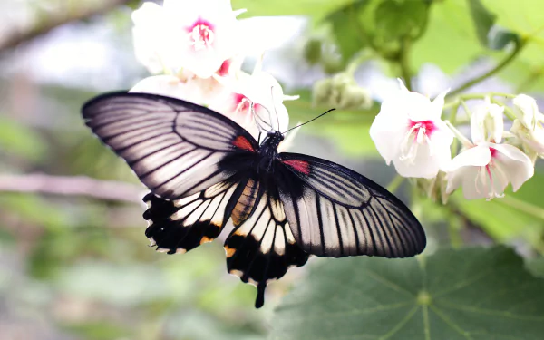 2K Quad HD PC desktop wallpaper/background: a black-and-white butterfly (animal) resting on a pale pink flower amid soft green foliage.