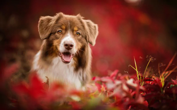 A close-up, blurred HD desktop wallpaper of an Australian Shepherd dog muzzle surrounded by vibrant red fall foliage.