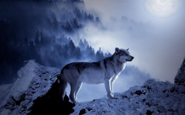 Animal Wolf Moon Fog HD Wallpaper | Background Image