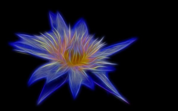 Artistic Flower Flowers Minimalist Blue Black HD Wallpaper | Background Image