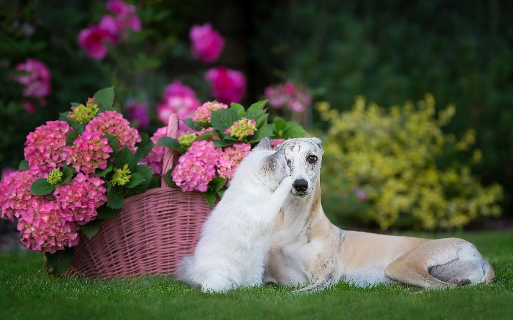 Download Greyhound Flower Hydrangea Dog Cat Ragdoll Animal Cat & Dog Wallpaper