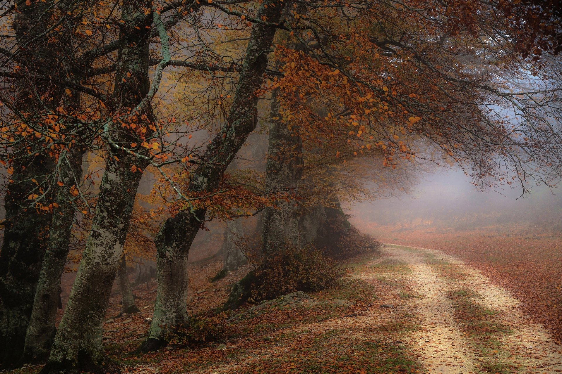 A dirt road winds through a foggy autumn forest, with trees showcasing fall foliage. This HD image is a serene and atmospheric nature wallpaper, capturing the essence of a misty, tranquil morning.