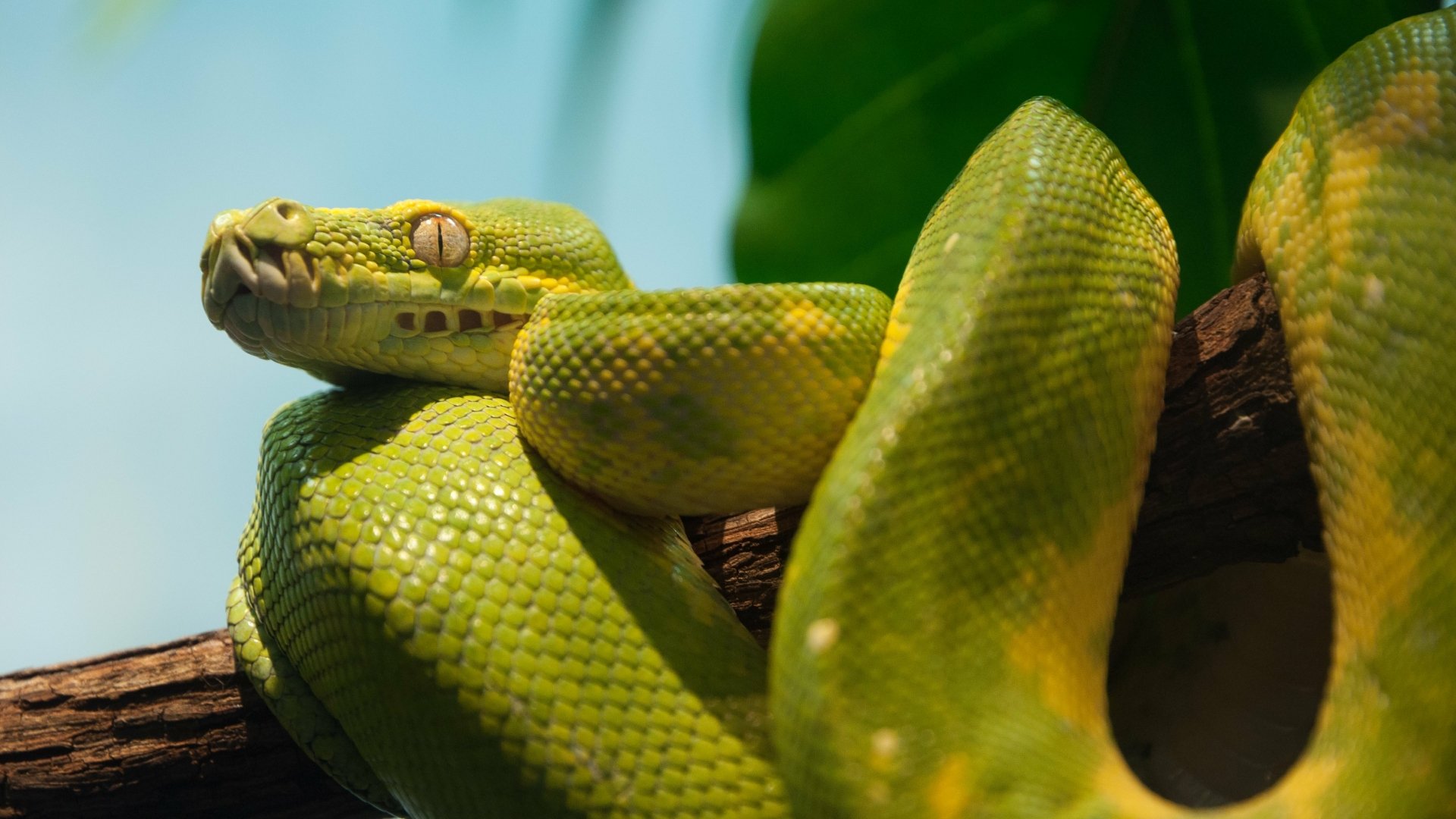Download Green Snake Animal Python 4k Ultra HD Wallpaper