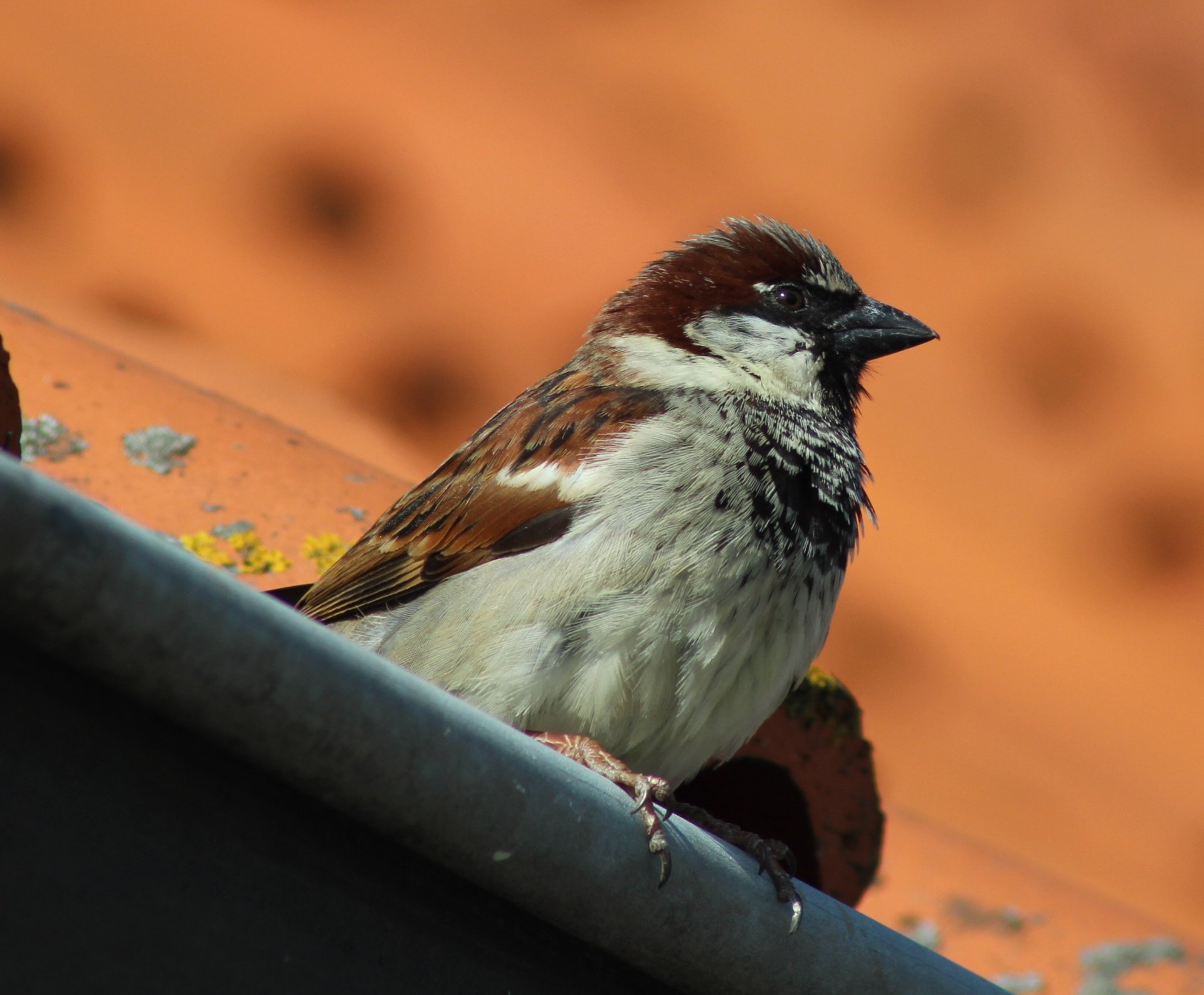 Close-up of a sparrow bird (animal) perched on a rooftop gutter against a soft orange bokeh background, 2K Quad HD PC desktop wallpaper and background.