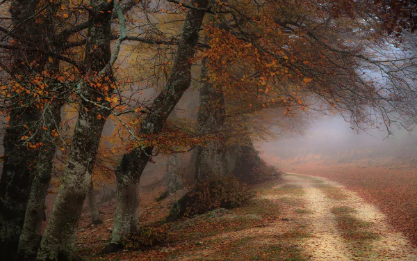 A dirt road winds through a foggy autumn forest, with trees showcasing fall foliage. This HD image is a serene and atmospheric nature wallpaper, capturing the essence of a misty, tranquil morning.
