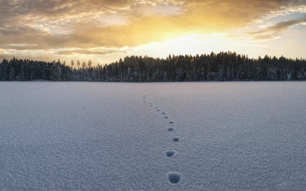 2K Quad HD PC desktop wallpaper showing a winter nature landscape: a single line of tracks across fresh snow leading to a distant tree line beneath a golden sunrise.
