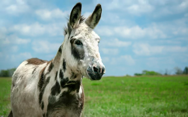 HD desktop wallpaper of a donkey standing in a lush green field under a partly cloudy sky.