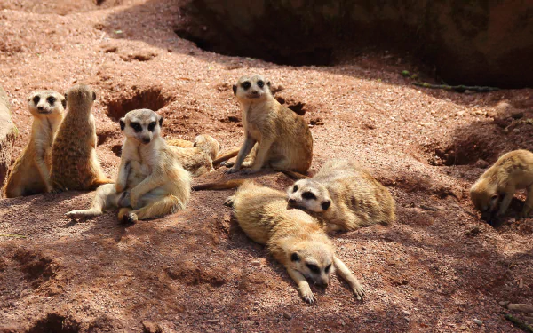  Meerkats by Meineresterampe