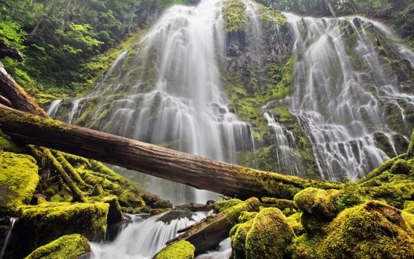 Earth Waterfall Waterfalls Forest Rock Log Moss HD Wallpaper | Background Image