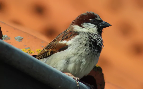 Close-up of a sparrow bird (animal) perched on a rooftop gutter against a soft orange bokeh background, 2K Quad HD PC desktop wallpaper and background.