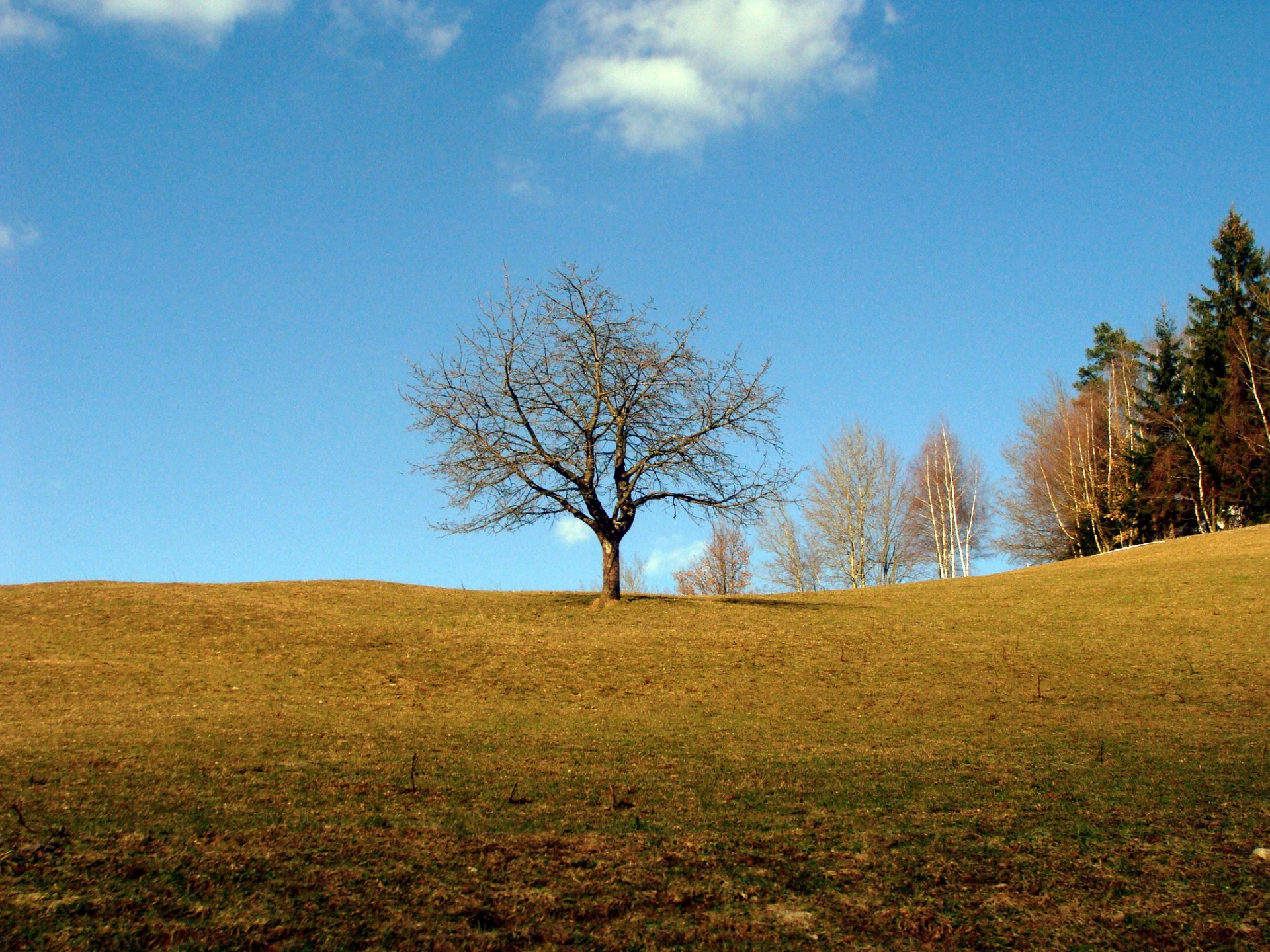 HD PC desktop wallpaper featuring a solitary tree on a grassy hill under a clear blue sky, surrounded by a few smaller trees in a peaceful nature setting.