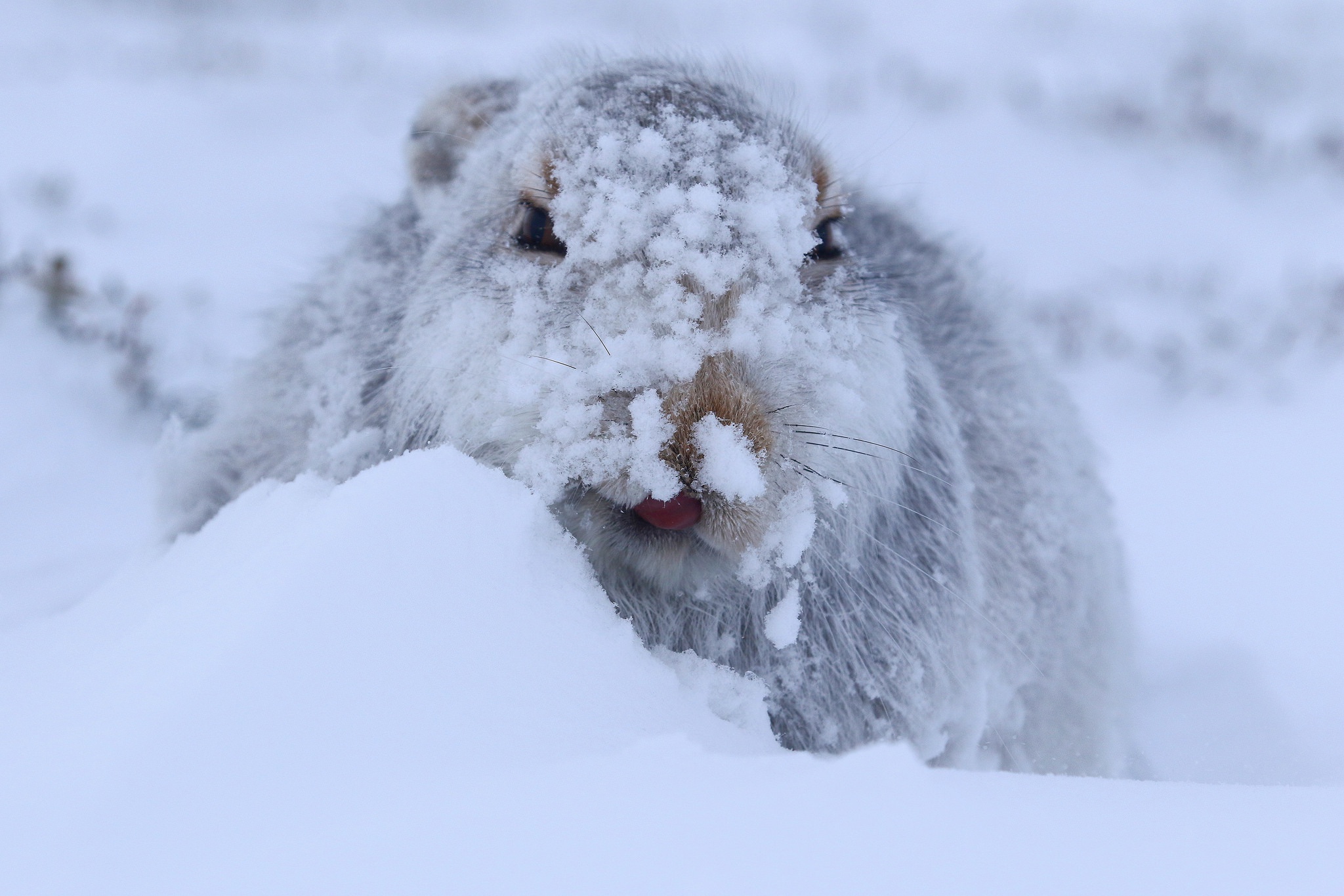 Заяц в сугробе. Заяц на снегу. Кролик в снегу. Зайчик в снегу. Заяц зимой.
