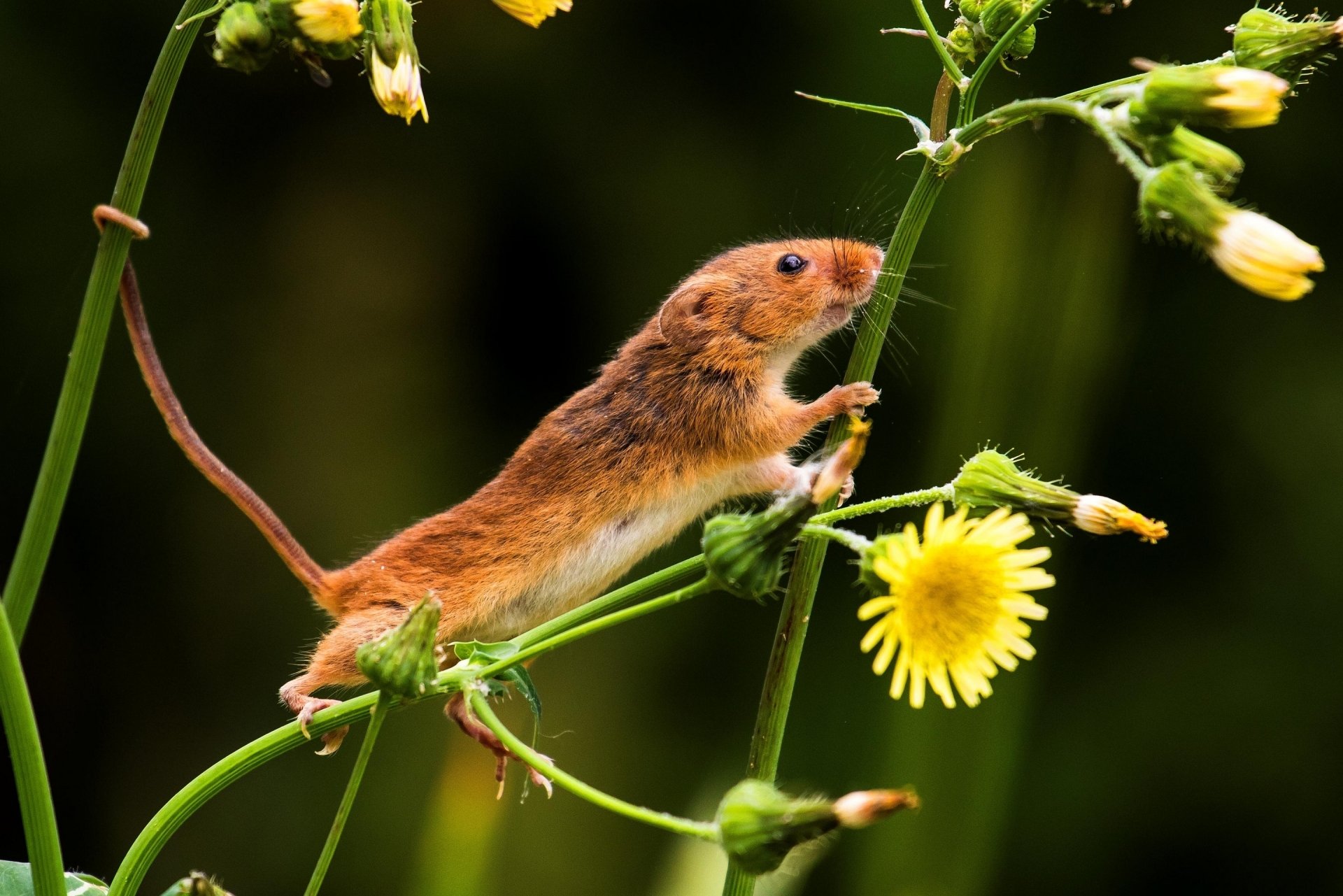 2K Quad HD: Meadow Mouse & Yellow Bloom | 2880x1921 | Wallpaper Abyss