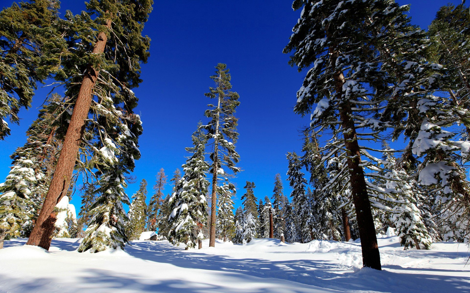 Download Snow Tree Forest Nature Winter Hd Wallpaper