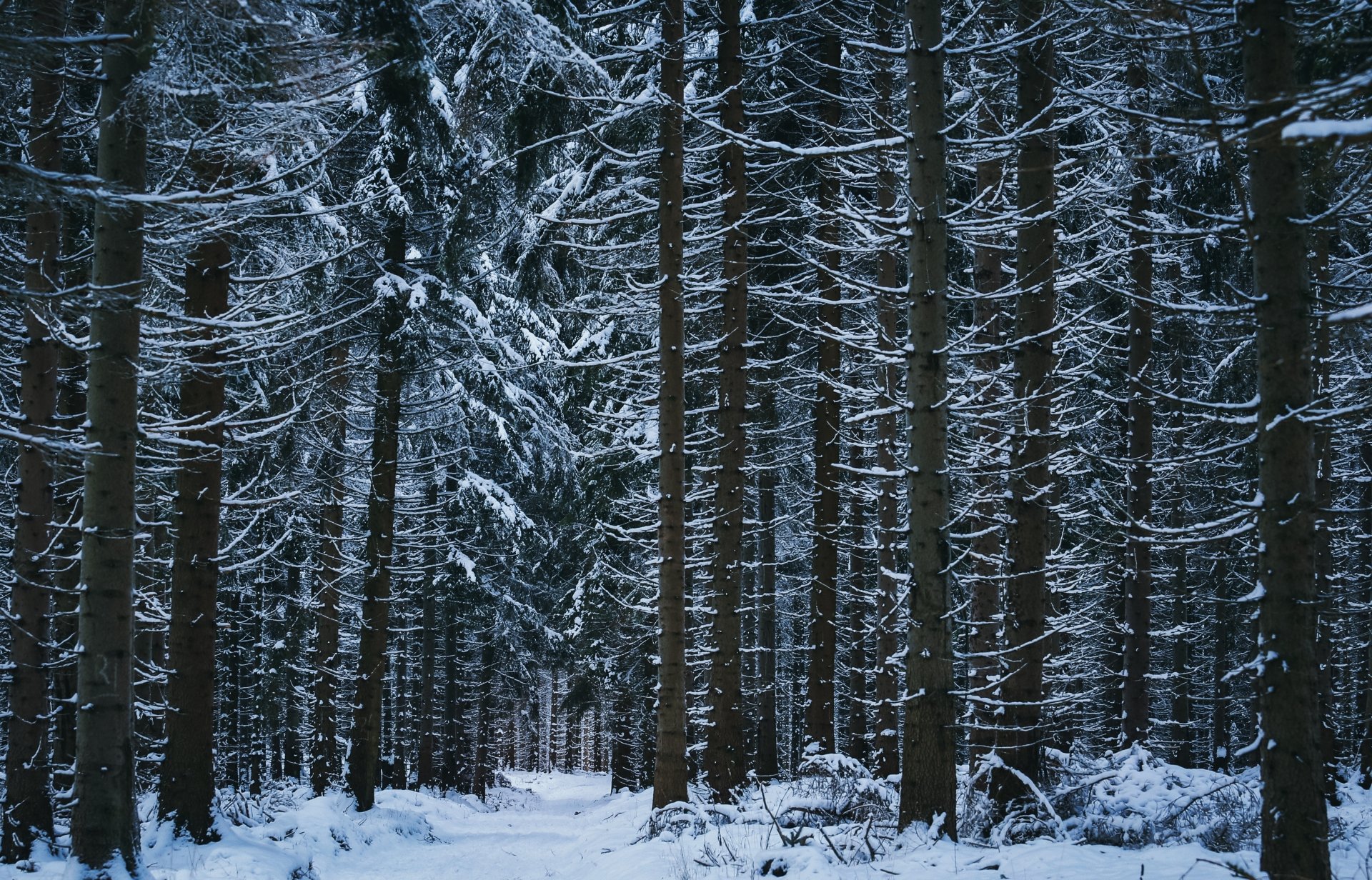Download Path Snow Tree Forest Nature Winter 4k Ultra HD Wallpaper ...