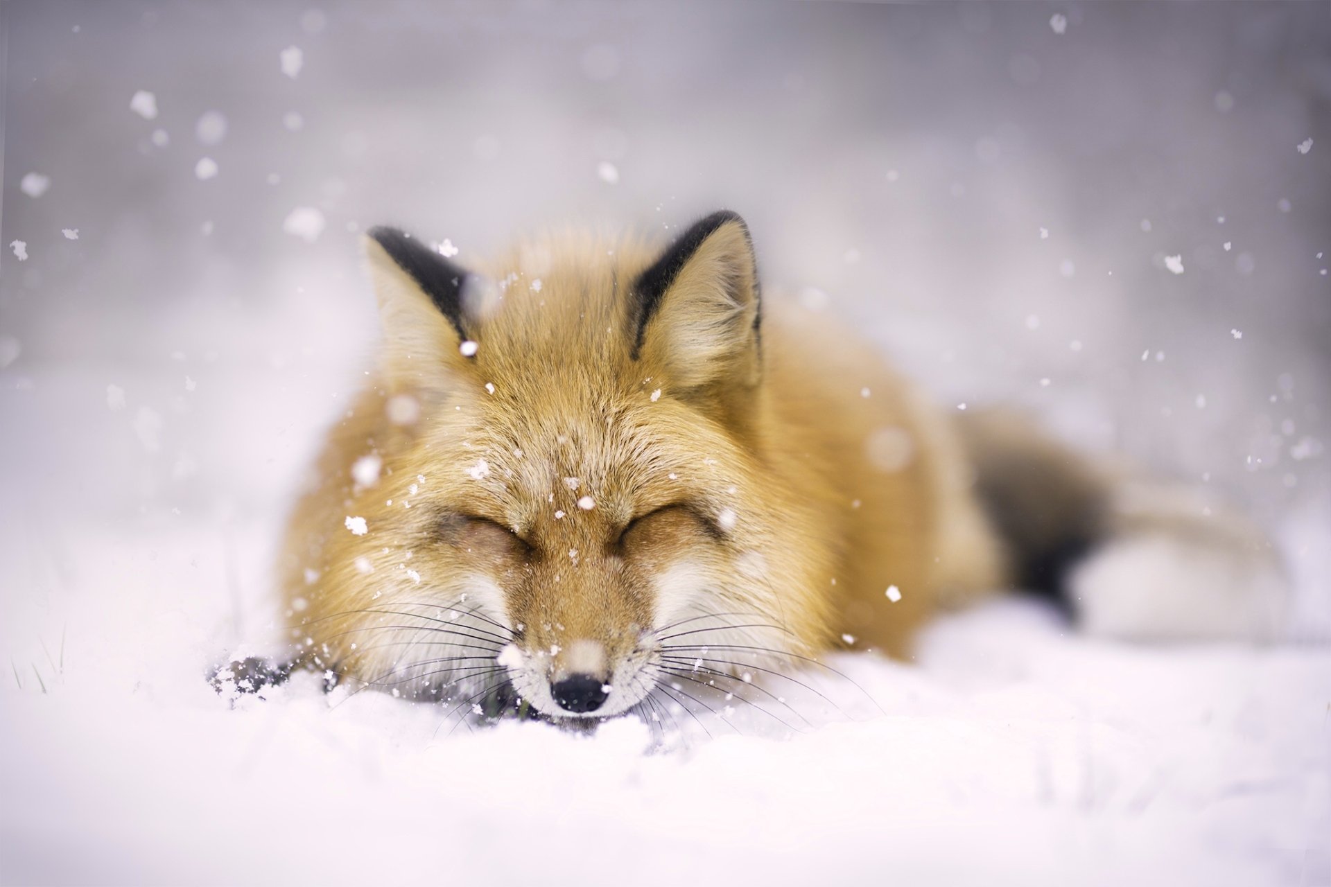 Animal Fox HD Wallpaper