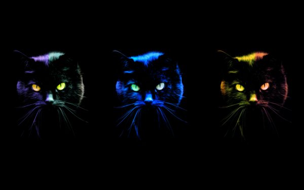 Animal Artistic Cat Colors Colorful Black Eye HD Wallpaper | Background Image