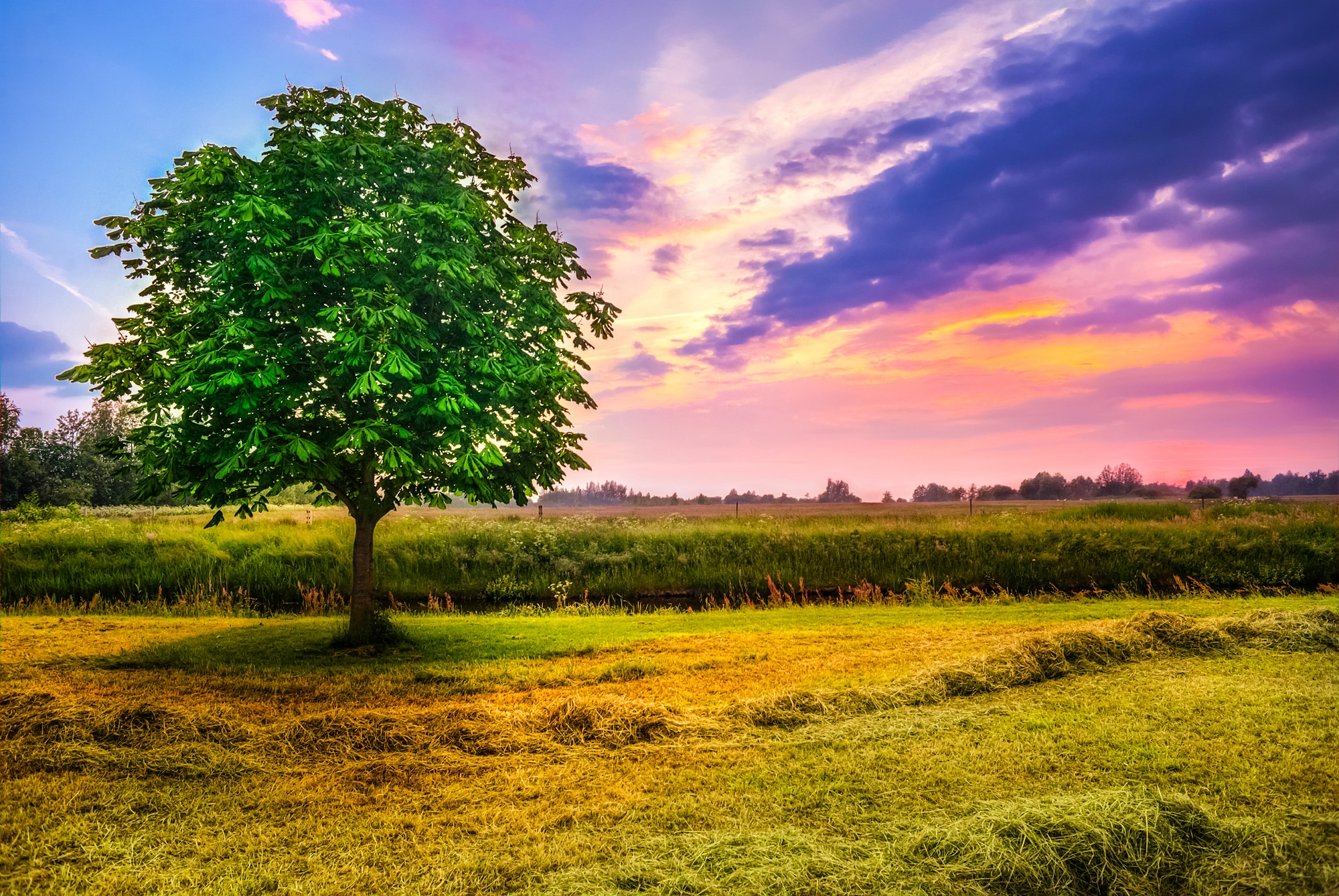 Chestnut Tree in a paddock HD Wallpaper | Background Image | 2000x1338