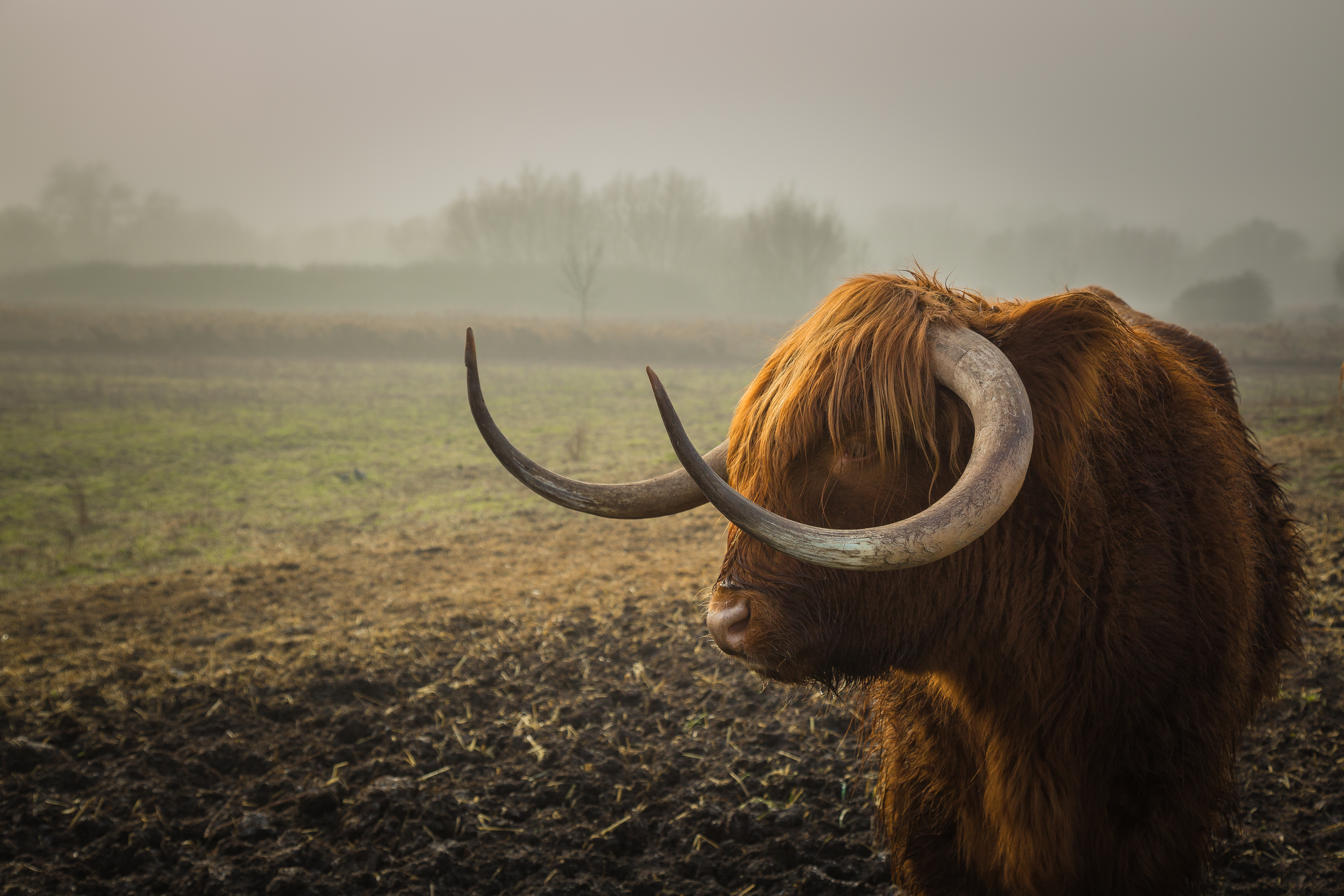 Dierenrijk Highland Cattle HD Wallpaper | Achtergrond
