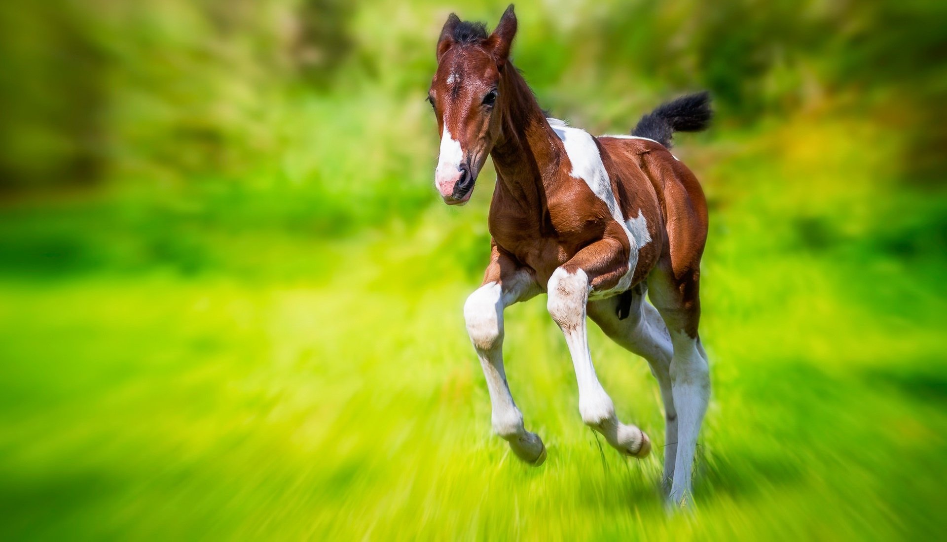A vibrant HD desktop wallpaper featuring a blurred background and a playful foal, a baby horse, captured mid-gallop in a lush green field.
