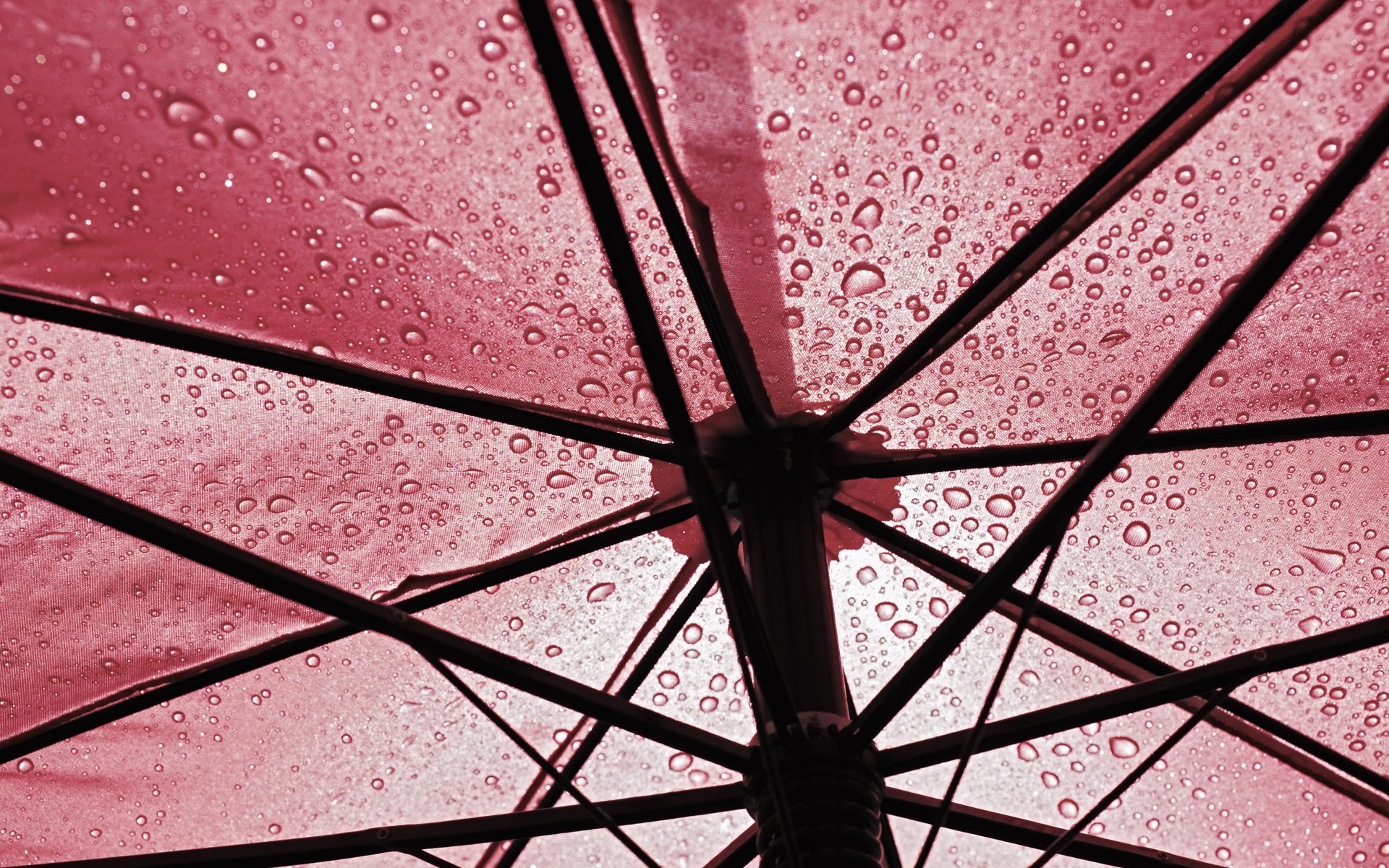 Close-up photography of water droplets on the underside of a pink umbrella, captured in high definition for a vibrant PC desktop wallpaper background.