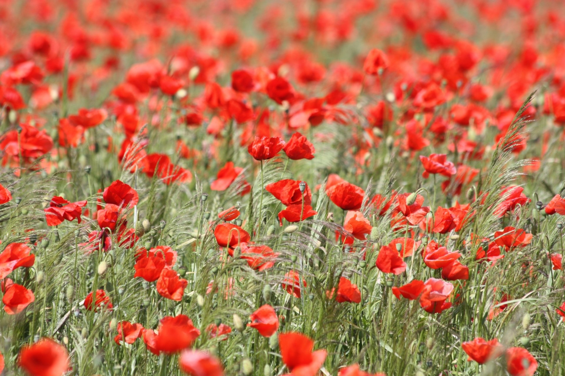 Download Wheat Field Summer Red Flower Flower Nature Poppy HD Wallpaper