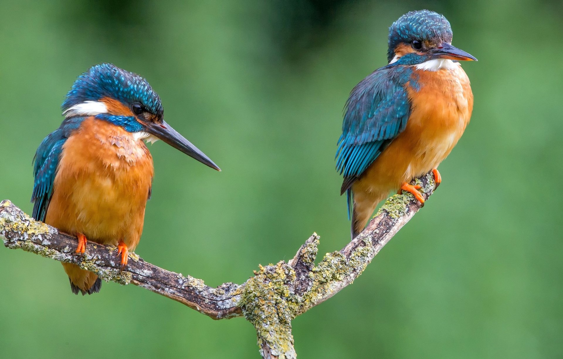 Common Eurasian Small Blue Kingfisher alcedo atthis 