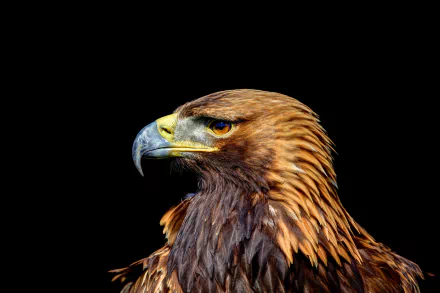 A stunning HD wallpaper shows a profile view of a majestic golden eagle. Its sharp beak and detailed feathers stand out against a stark black background, capturing the essence of this bird of prey.