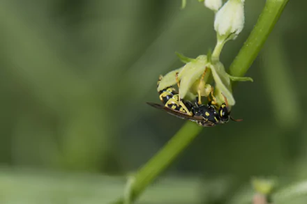 nature flower macro Animal wasp HD Desktop Wallpaper | Background Image
